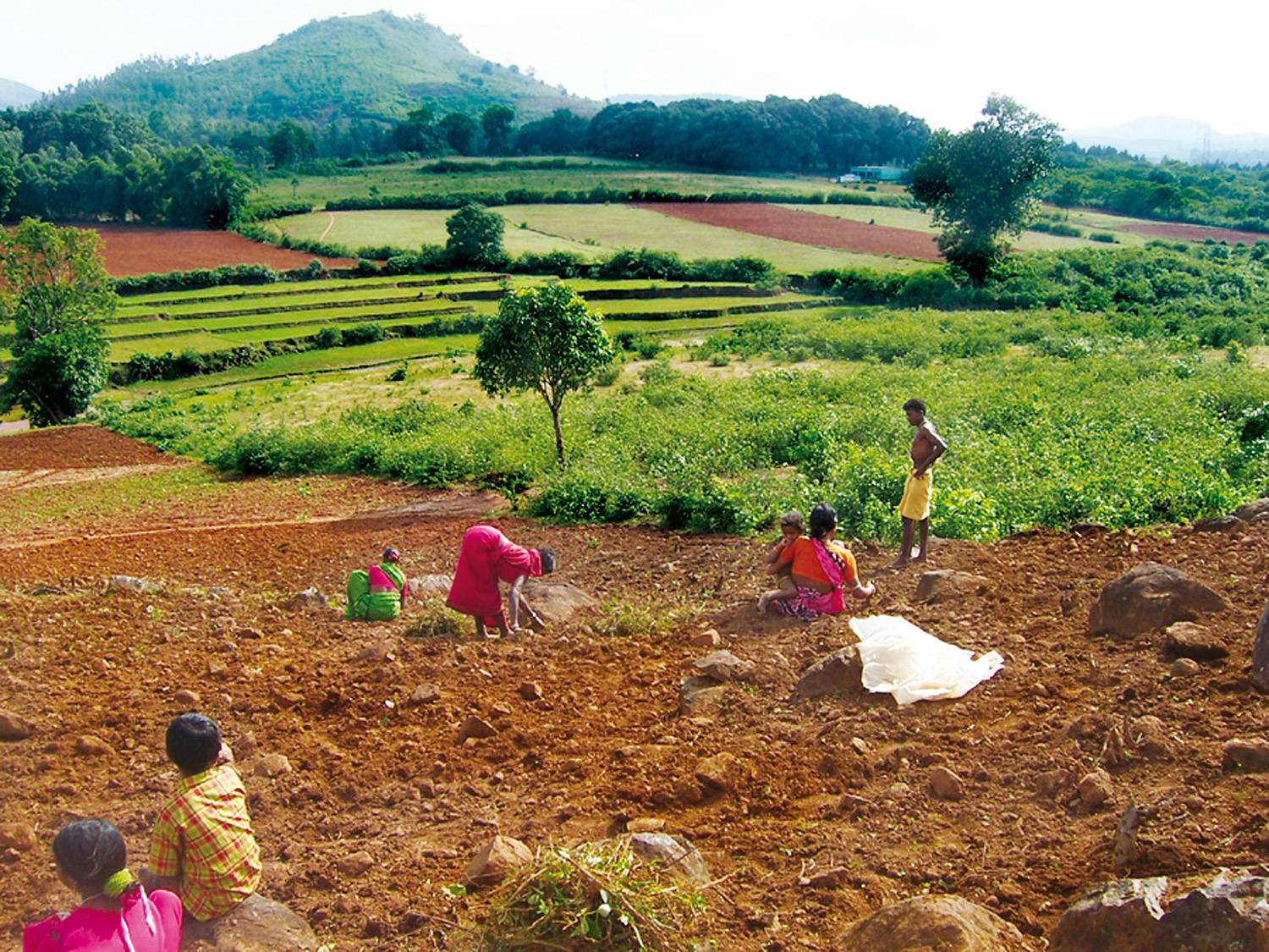 Deforesting Orissa